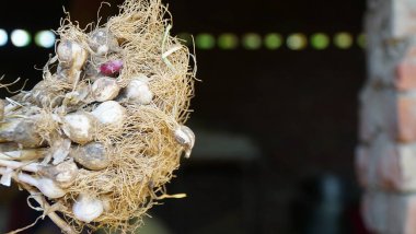 Bahçede sarımsak topluyorum. Taze biçilmiş sebzeli çiftçi, organik tarım kavramı.