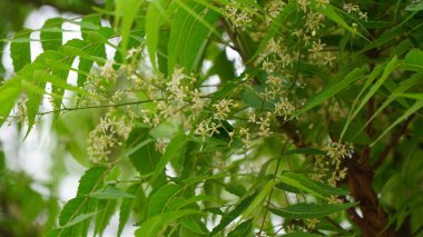 Azadirachta indica - Neem ağacı yapraklarının bir dalı. Doğal Tıp.