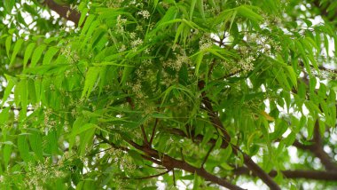 Azadirachta indica - Neem ağacı yapraklarının bir dalı. Doğal Tıp.