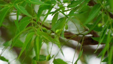 Azadirachta indica - Neem ağacı yapraklarının bir dalı. Doğal Tıp.