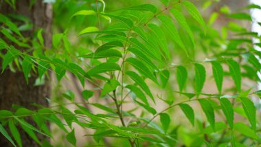 Azadirachta indica - Neem ağacı yapraklarının bir dalı. Doğal Tıp.