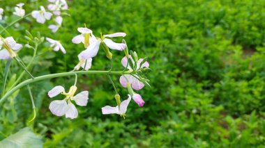 Hardal bitkileri (sarso khet) sarı çiçekli..