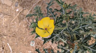  Yeşil yapraklı sarı bir çiçek.