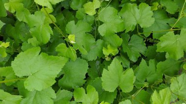 Üzüm bağındaki güzel üzüm yaprakları. Yazın üzüm bağı geçmişi. Güzel güneşli bir gün.