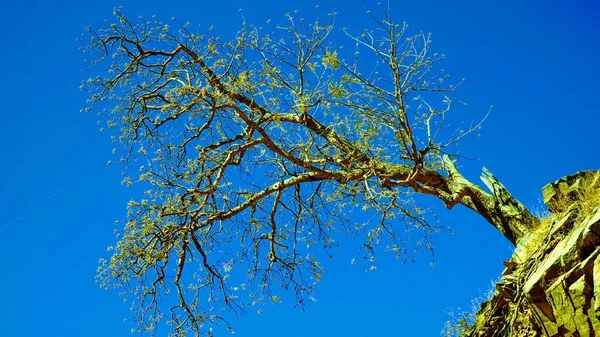 Ensam Träd Mot Den Blå Himlen — Stockfoto