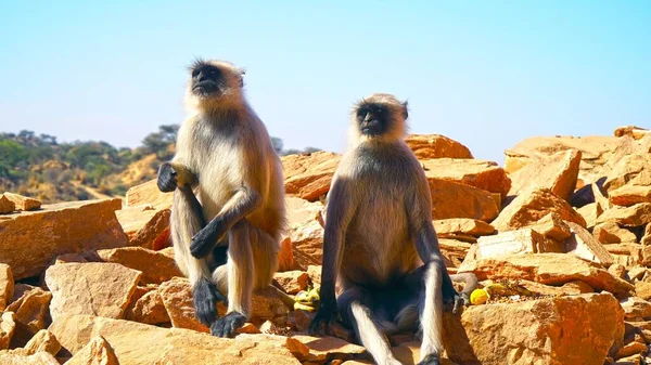 Vista Dos Monos Sentados Sobre Rocas — Foto de Stock