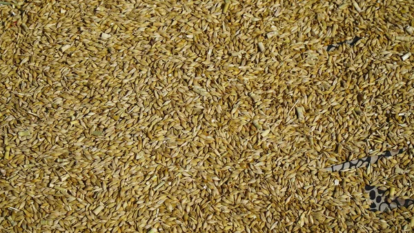 Barley Wheat Corn Beans Grains Malt Close Barley Sacking Background — Stock Photo, Image