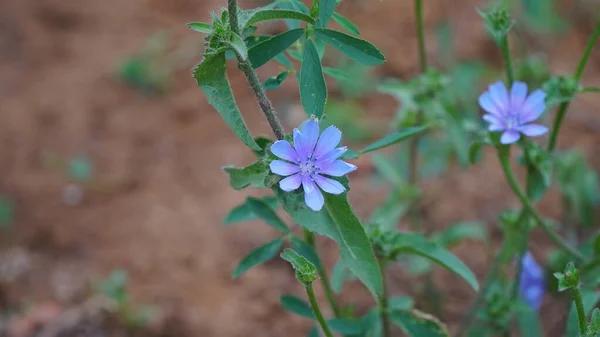 Bloeiende Sla Cichorium Endivia Met Krullend Blad Blauwe Bloemen Zomer — Stockfoto