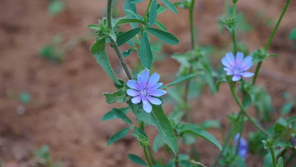 Alface Flor Cichorium Endivia Com Folhas Encaracoladas Flores Azuis Verão — Fotografia de Stock