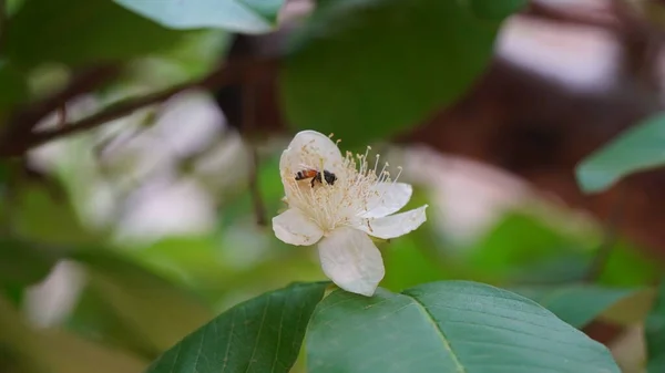Close Guava Flower Full Bloom Two Guava Flowers Guava Leaves — Stock Photo, Image