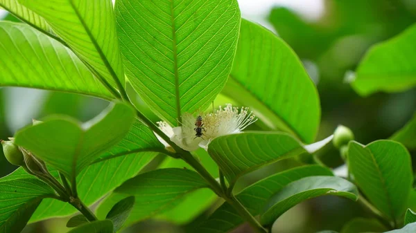 구아바 송이의 Guava Psidium Guajava Leafs Flower — 스톡 사진