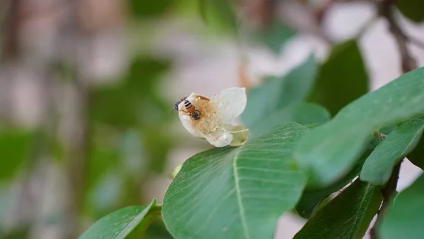 Gros Plan Goyave Pleine Floraison Deux Fleurs Goyave Avec Des — Photo