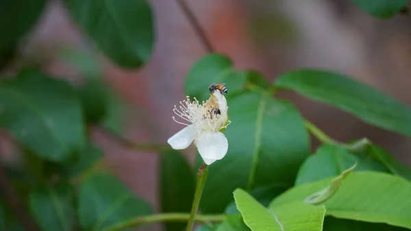 구아바 송이의 Guava Psidium Guajava Leafs Flower — 스톡 사진