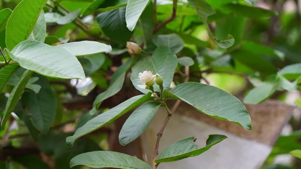 Çiçek açmış guava çiçeğine yaklaş. Guava yapraklı iki Guava çiçeği. Çiçekli guava / psidium guajava yaprakları