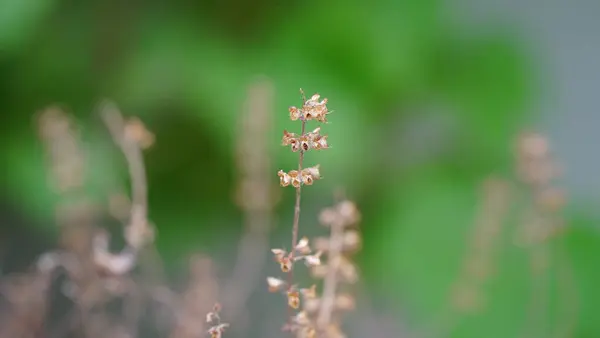 Vackra Blommor Trädgården — Stockfoto