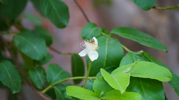 Primo Piano Fiore Guava Piena Fioritura Due Fiori Guava Con — Foto Stock