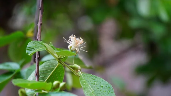 구아바 송이의 Guava Psidium Guajava Leafs Flower — 스톡 사진