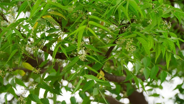 Azadirachta Indica Ramo Folhas Árvore Neem Medicina Natural — Fotografia de Stock