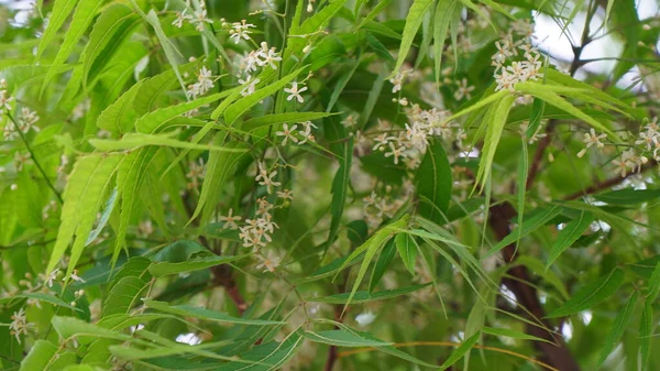 Azadirachta Indica Branch Neem Tree Leaves Natural Medicine — Stock Photo, Image