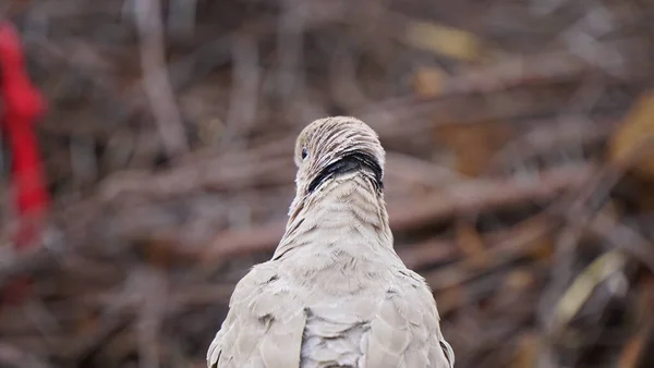 インドのピジョンまたはロック鳩 または一般的な鳩は鳥科の仲間です 一般的には この鳥は単に鳩と呼ばれることが多い — ストック写真