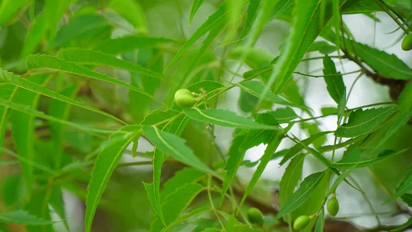 Azadirachta Indica Ramo Folhas Árvore Neem Medicina Natural — Fotografia de Stock