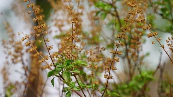 Tulsi Heilige Basilicum Boom Tuin Buiten Zonnige Dag Zwarte Achtergrond — Stockfoto