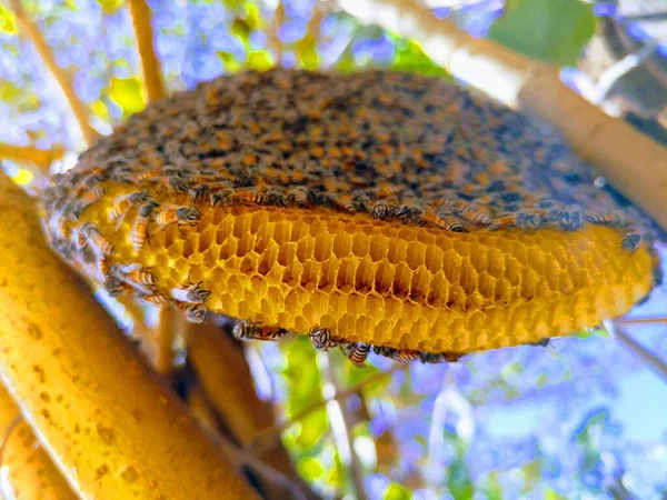 Closeup Portrait Beekeeper Holding Honeycomb Full Bees Beekeeper Protective Workwear — Stock Photo, Image