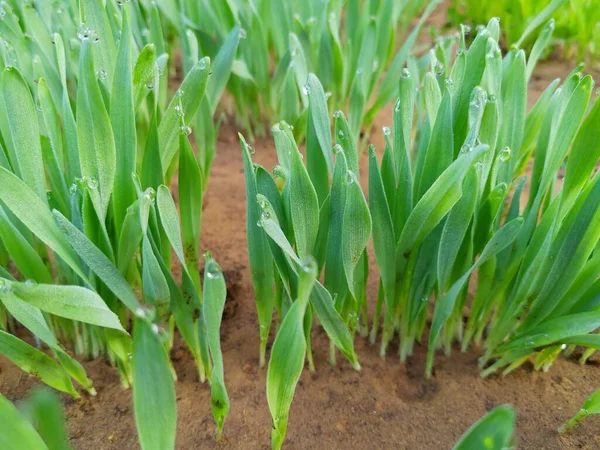 Sprouts of young barley or wheat that have just sprouted in the soil, dawn over a field with crops.