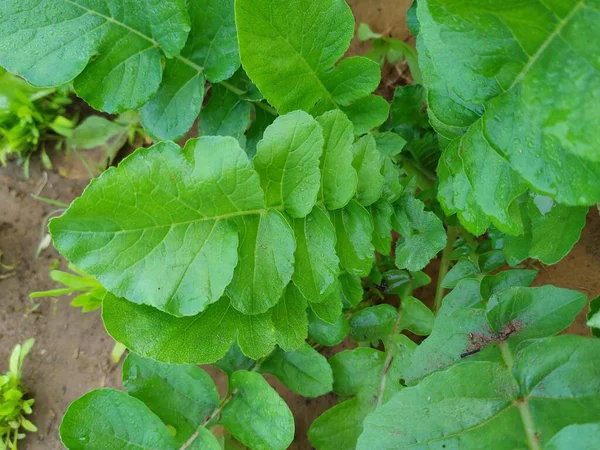 Bahçede yeşil yapraklar