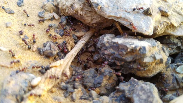 Grandes Hormigas Carpinteras Dentro Del Nido Trabajadores Hormigas Colonia Marruecos —  Fotos de Stock