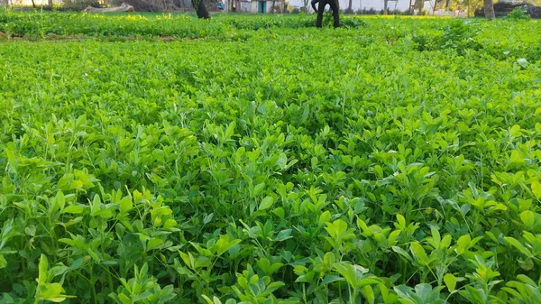 Hodowla Roślin Gorczycy Sarso Khet Żółtym Kwiatem Rosnącym — Zdjęcie stockowe