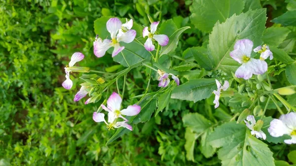 黄花盛开的芥菜种植场 沙索海螺 — 图库照片