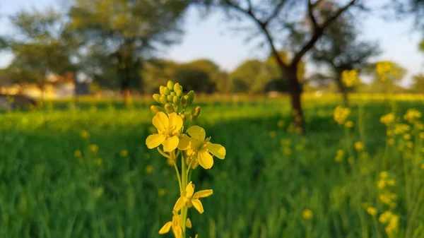 Mustard Plants Farm Sarso Khet Having Yellow Growing Flower Bloom — Stock Photo, Image