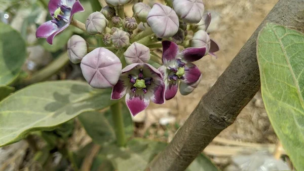 Растение Фиолетовыми Цветами Растущими Дереве — стоковое фото