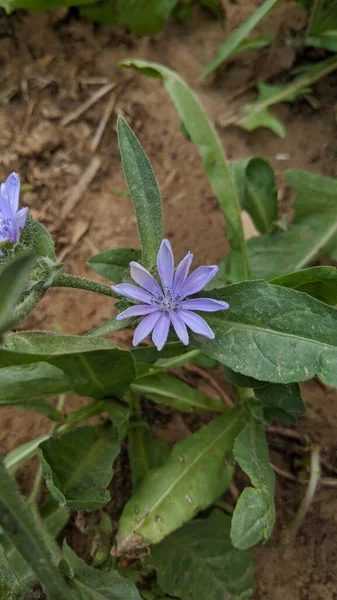 Blühender Kopfsalat Cichorium Endivia Mit Lockigen Blättern Und Blauen Blüten — Stockfoto
