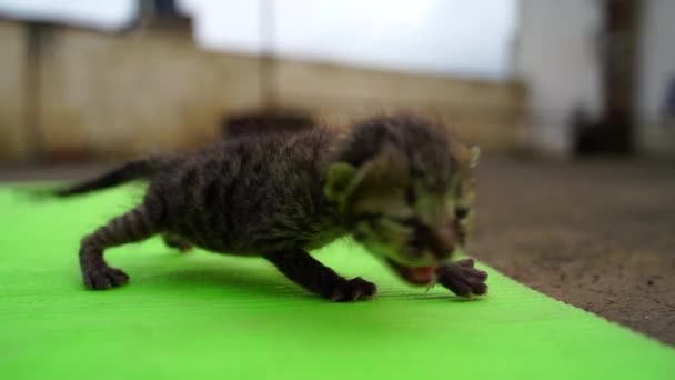 Bedårande Jamande Tabby Kattunge Utomhus Liten Tabby Kattunge Promenader Utomhus — Stockvideo