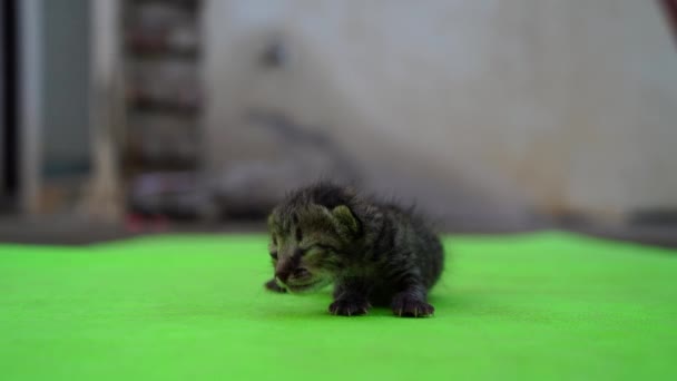 Bedårande Jamande Tabby Kattunge Utomhus Liten Tabby Kattunge Promenader Utomhus — Stockvideo