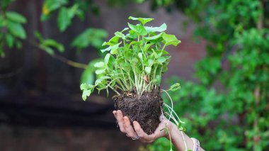 Macro close up of woman hands holding small green plants
