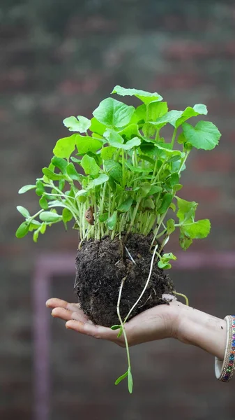 Macro Close Woman Hands Holding Small Green Plants — Foto Stock