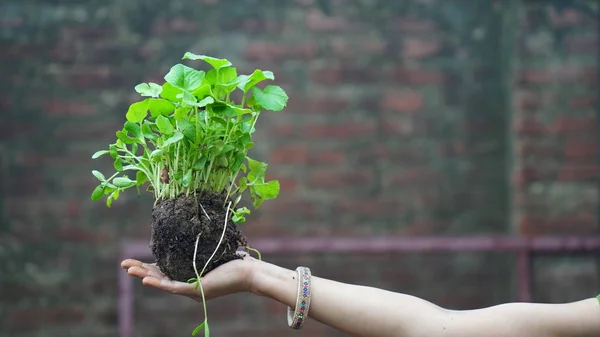 Macro Close Woman Hands Holding Small Green Plants — 图库照片