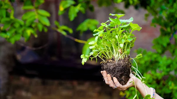 Macro Close Woman Hands Holding Small Green Plants — Stok fotoğraf