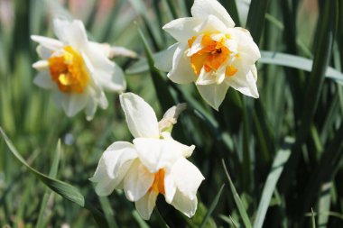 Yeşil çimlerde beyaz nergisler