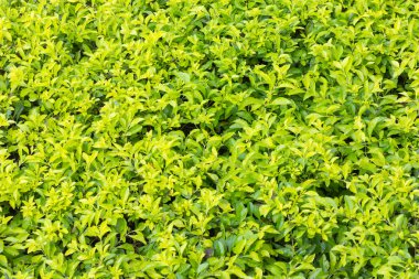 Doğal yeşil yaprak dokusu