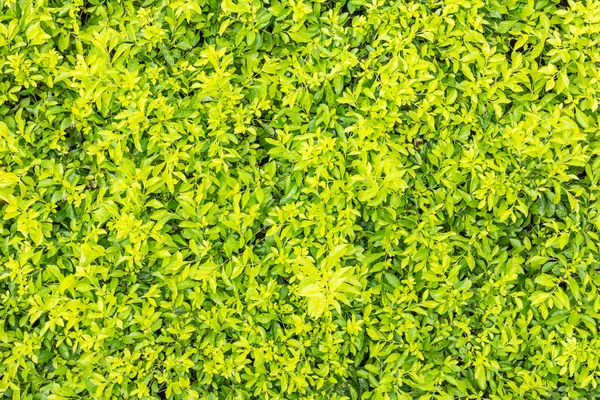 Φυσική υφή πράσινου φύλλου — Φωτογραφία Αρχείου