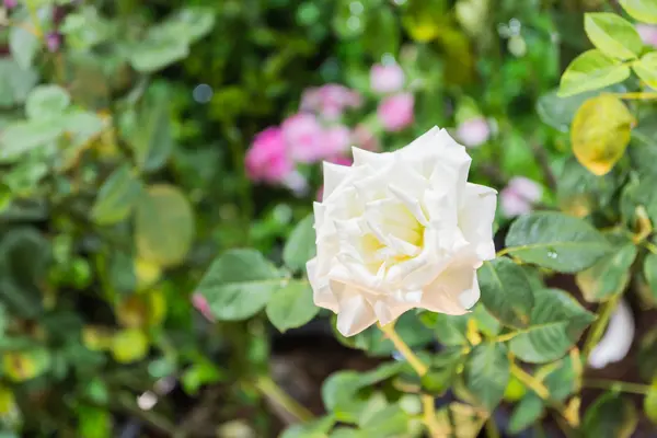 Rosa blanca y hoja verde — Foto de Stock