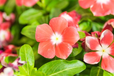 primula auricula çiçekler