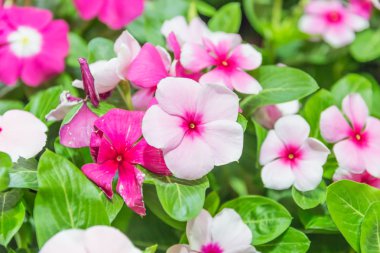 primula auricula çiçekler