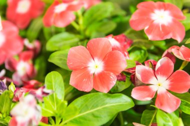 primula auricula çiçekler