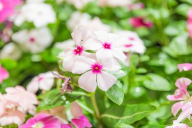 primula auricula çiçekler