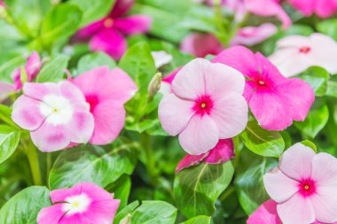 primula auricula çiçekler